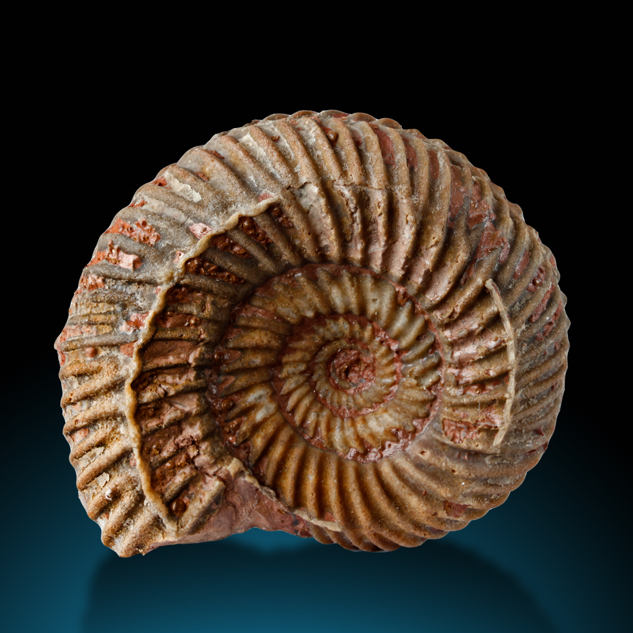Fossil