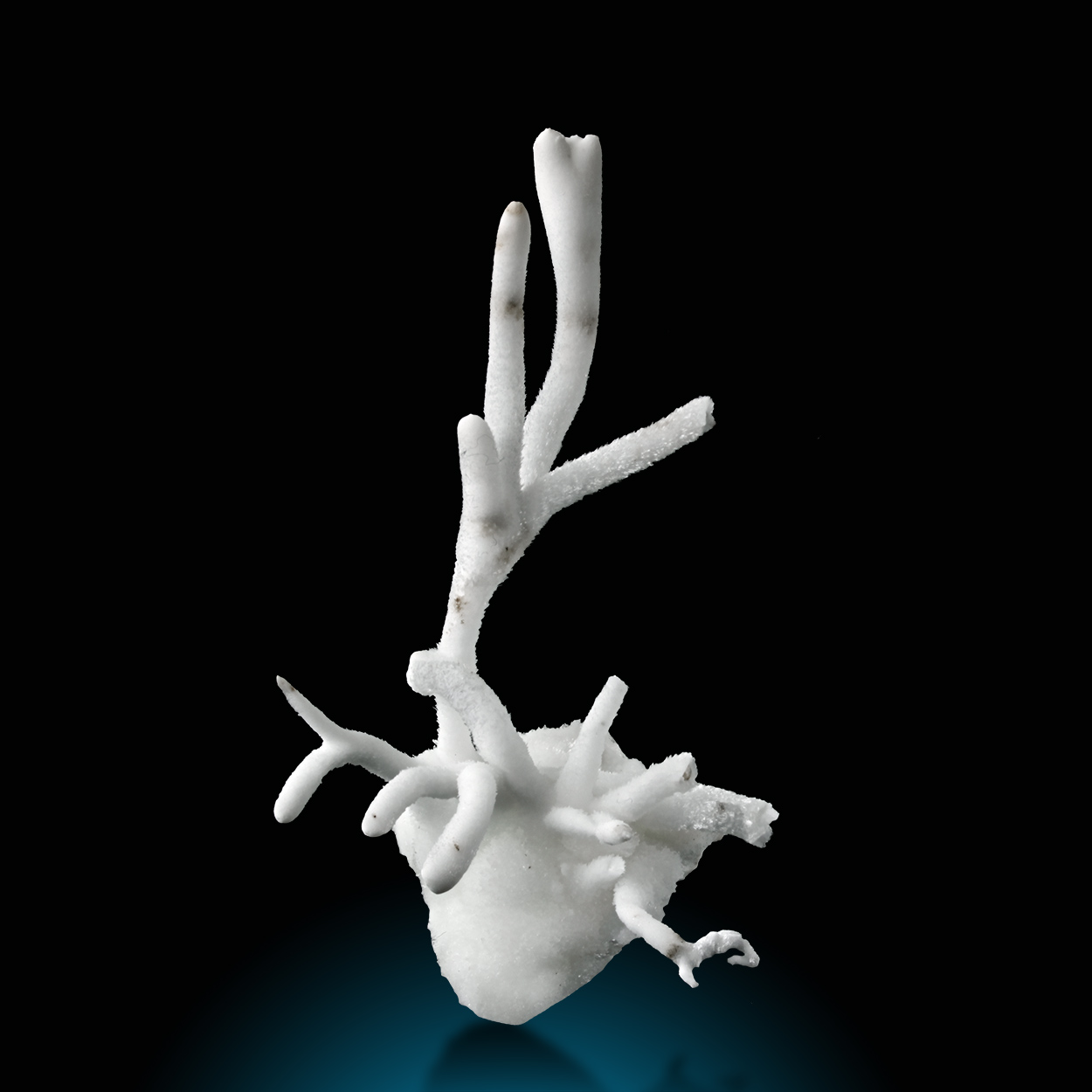 Aragonite Var Flos Ferri