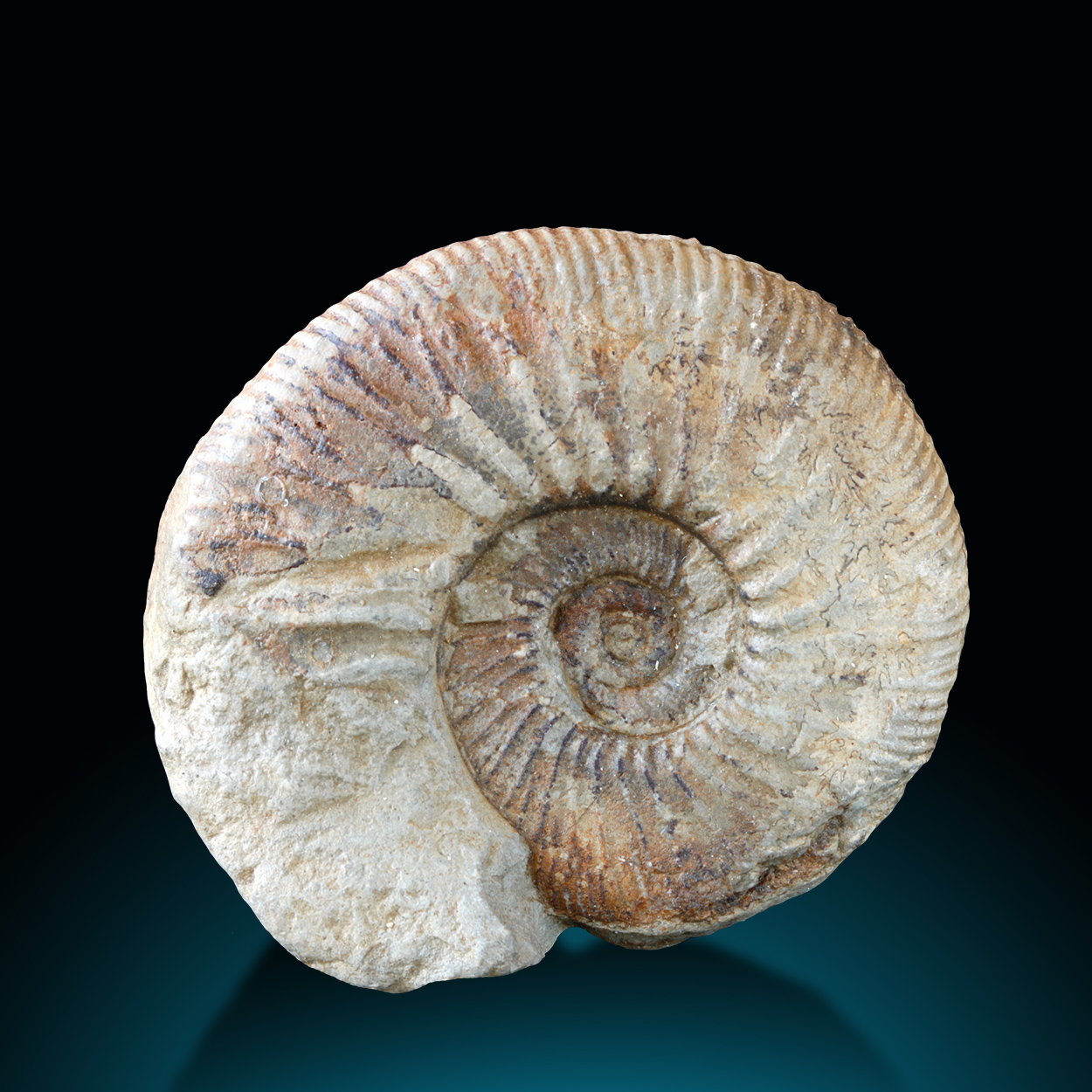 Fossil