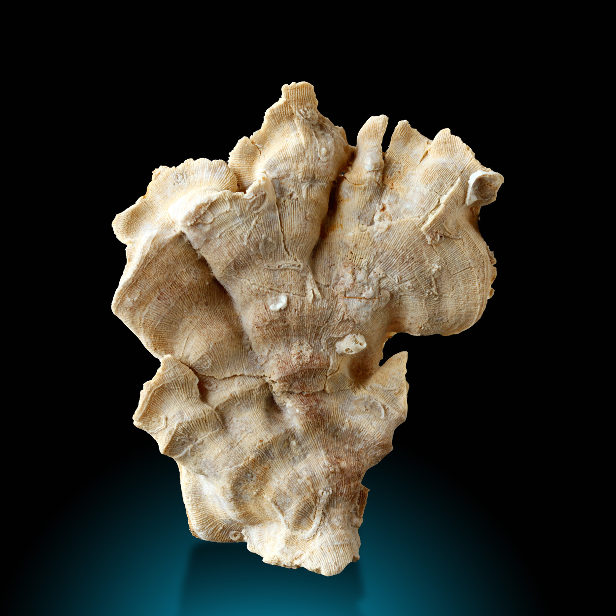Fossil