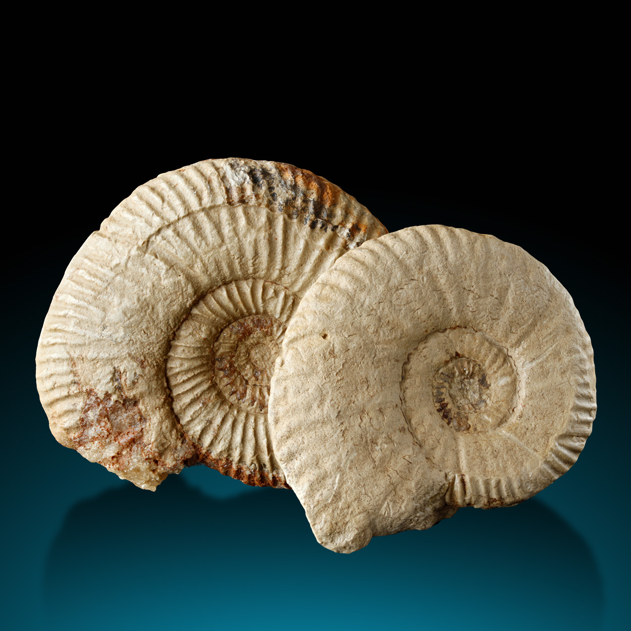 Fossil