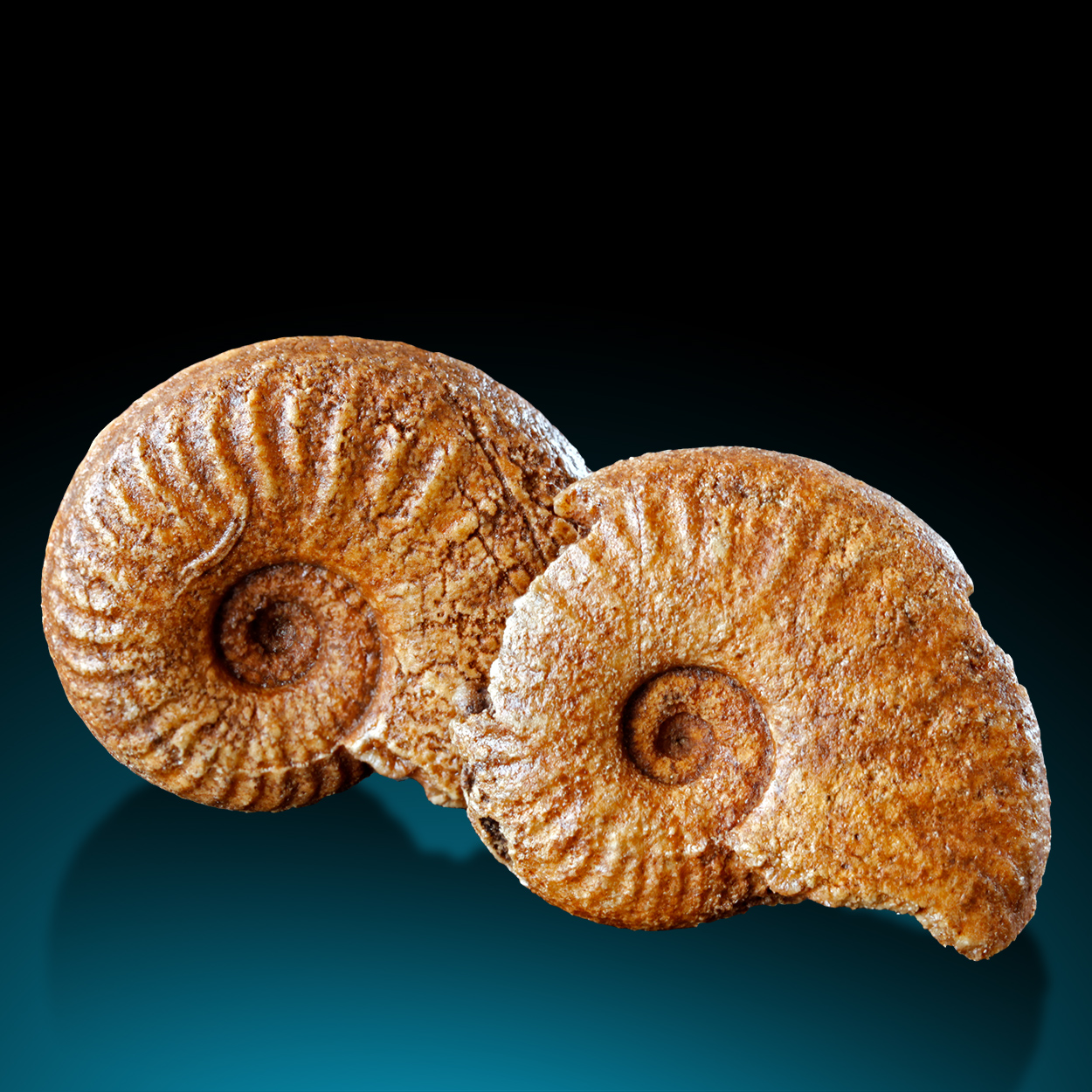 Fossil