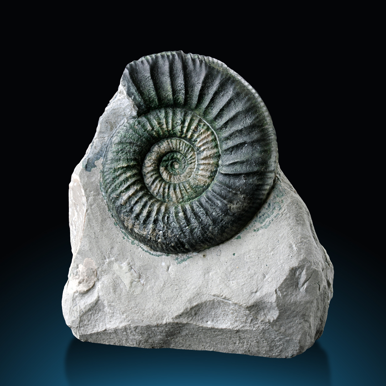 Fossil