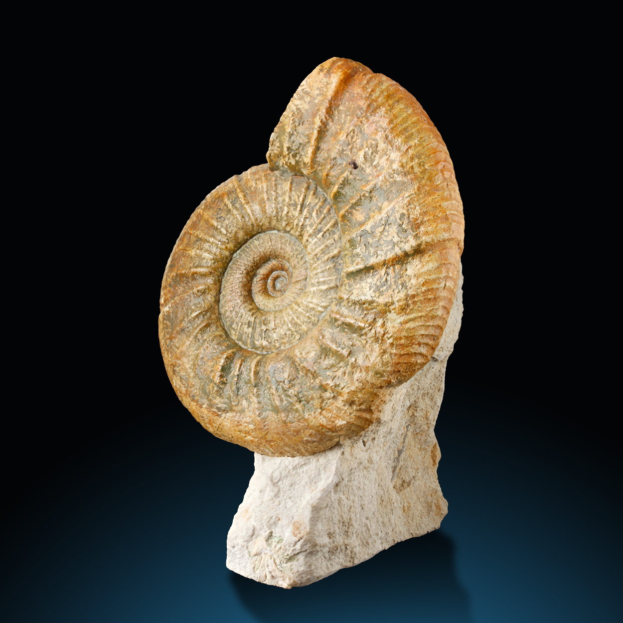 Fossil