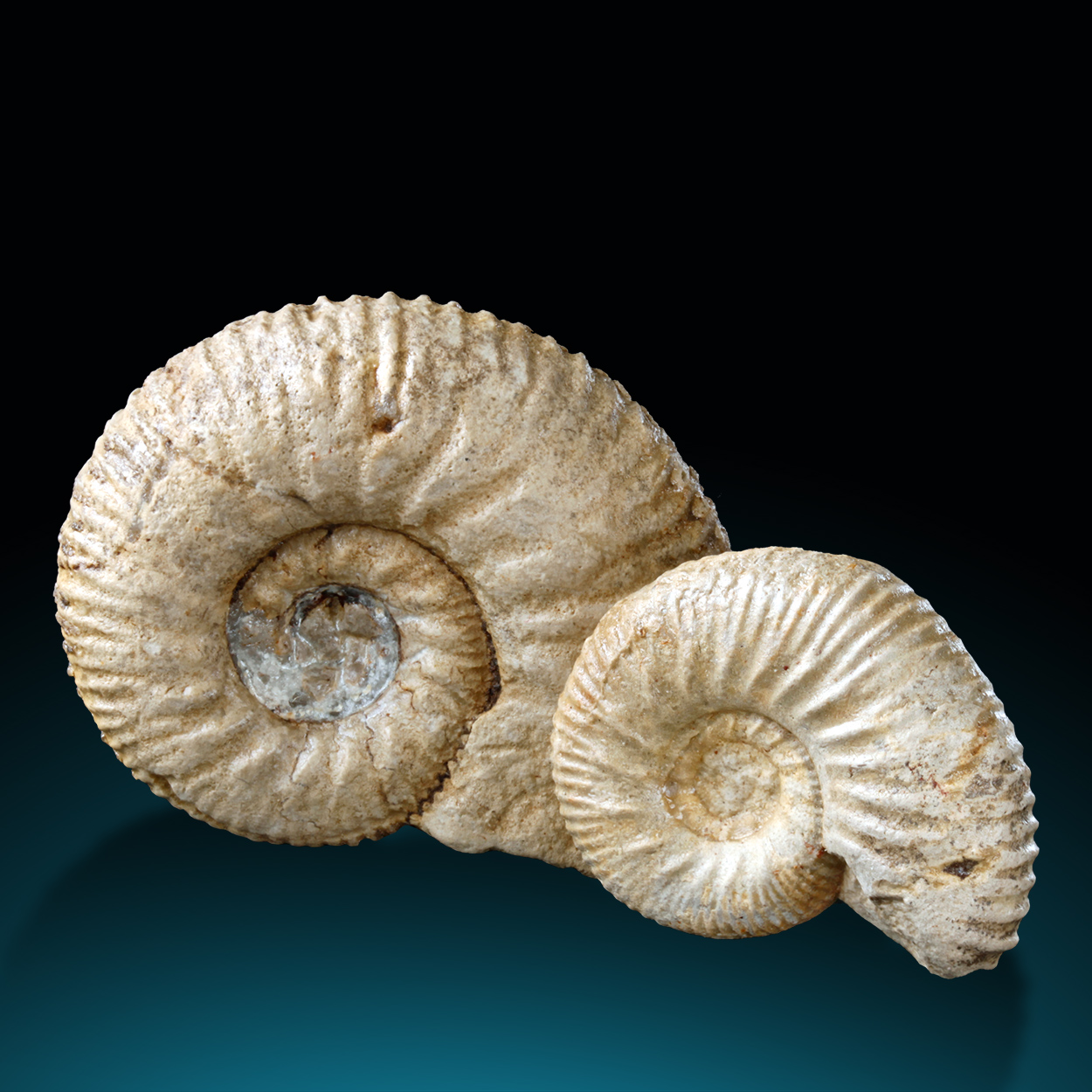 Fossil