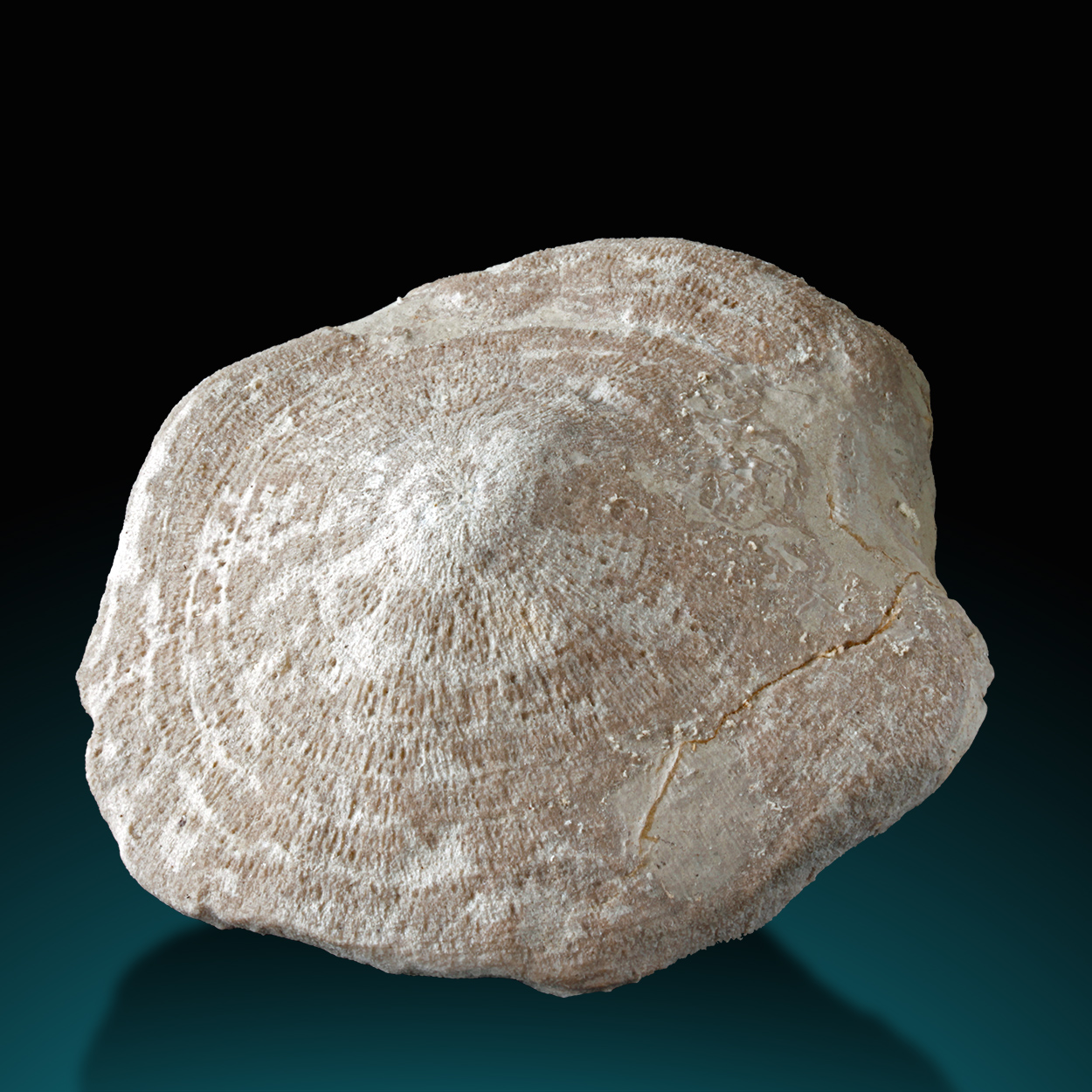 Fossil