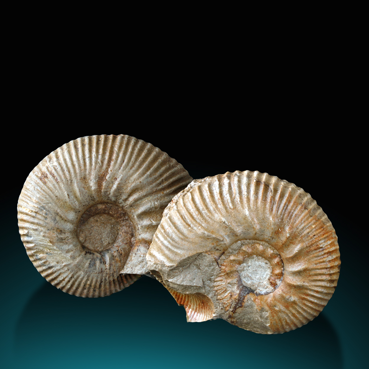 Fossil