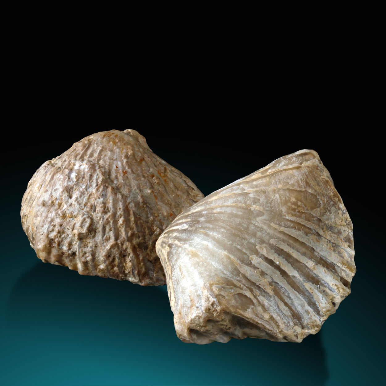 Fossil