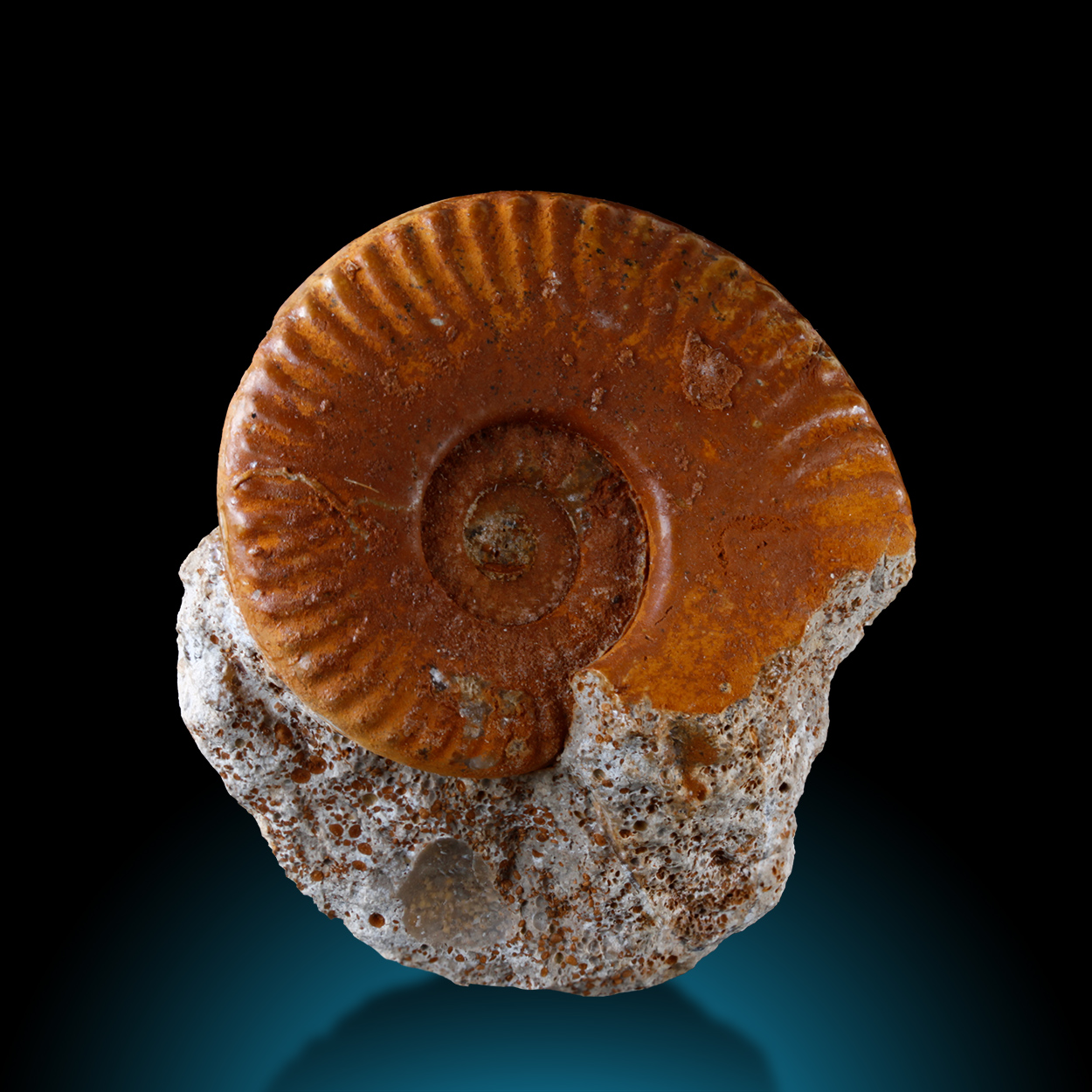 Fossil