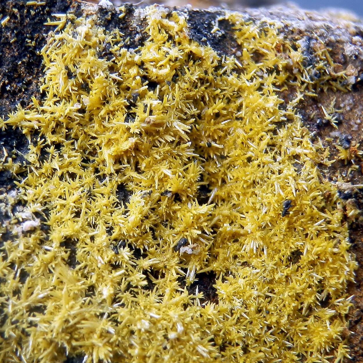 Mimetite