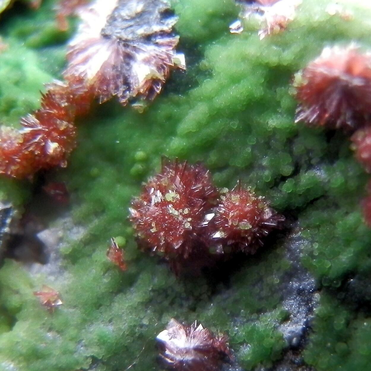 Erythrite & Conichalcite