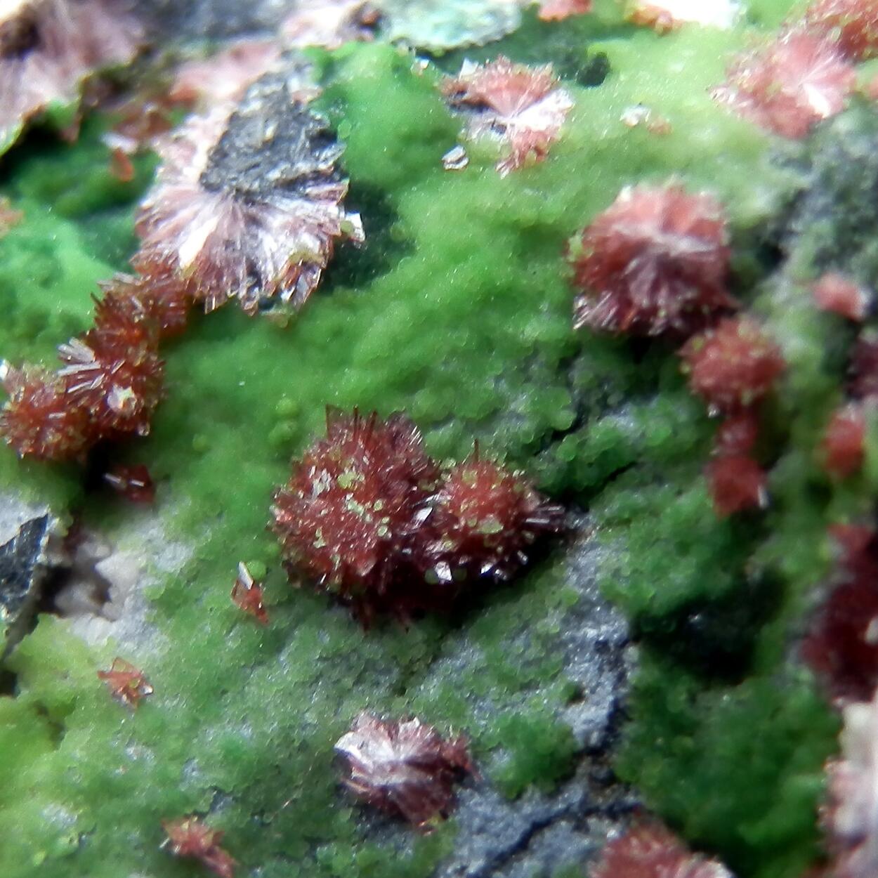 Erythrite & Conichalcite