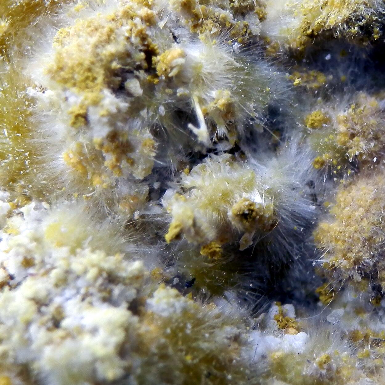 Halotrichite & Pickeringite