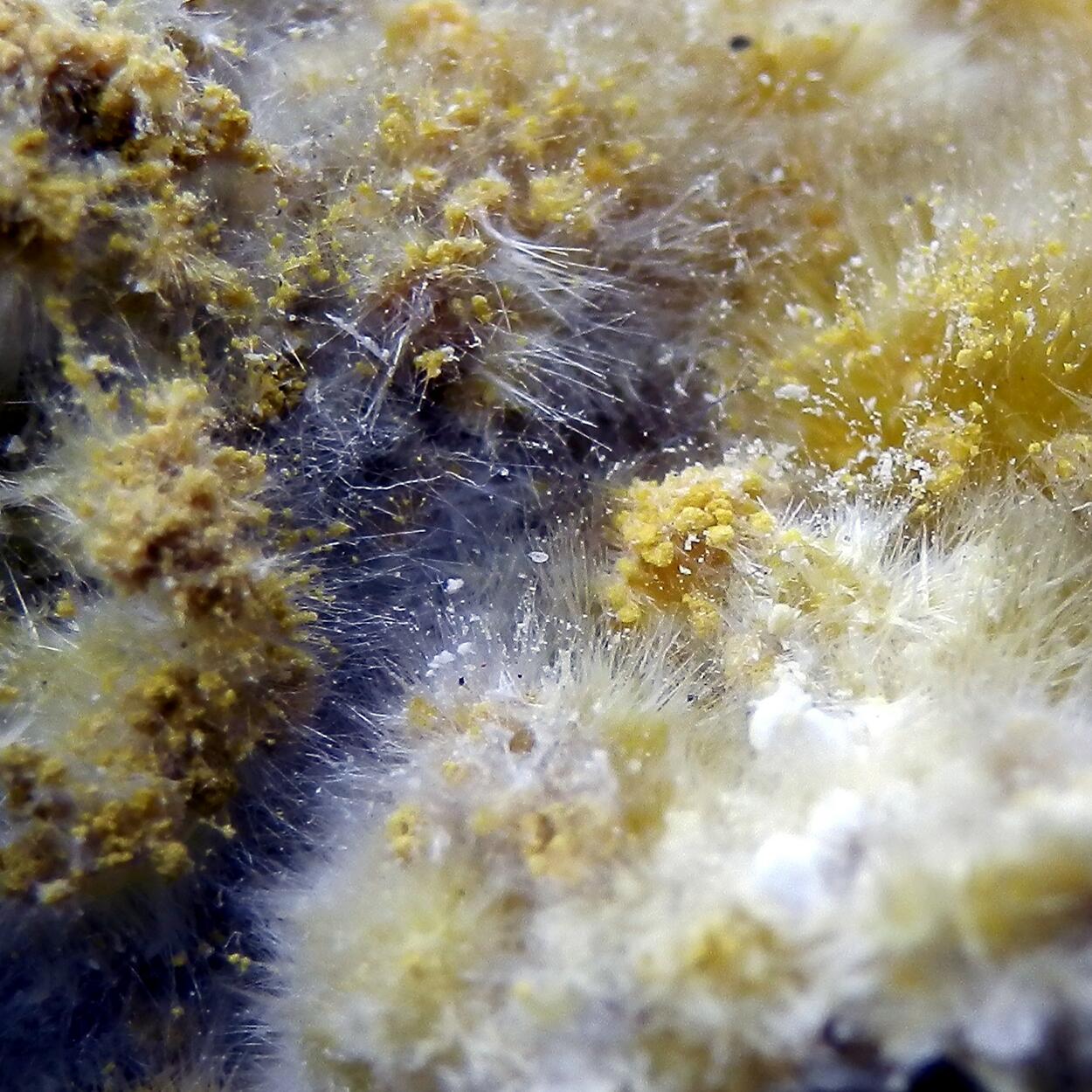 Halotrichite & Pickeringite