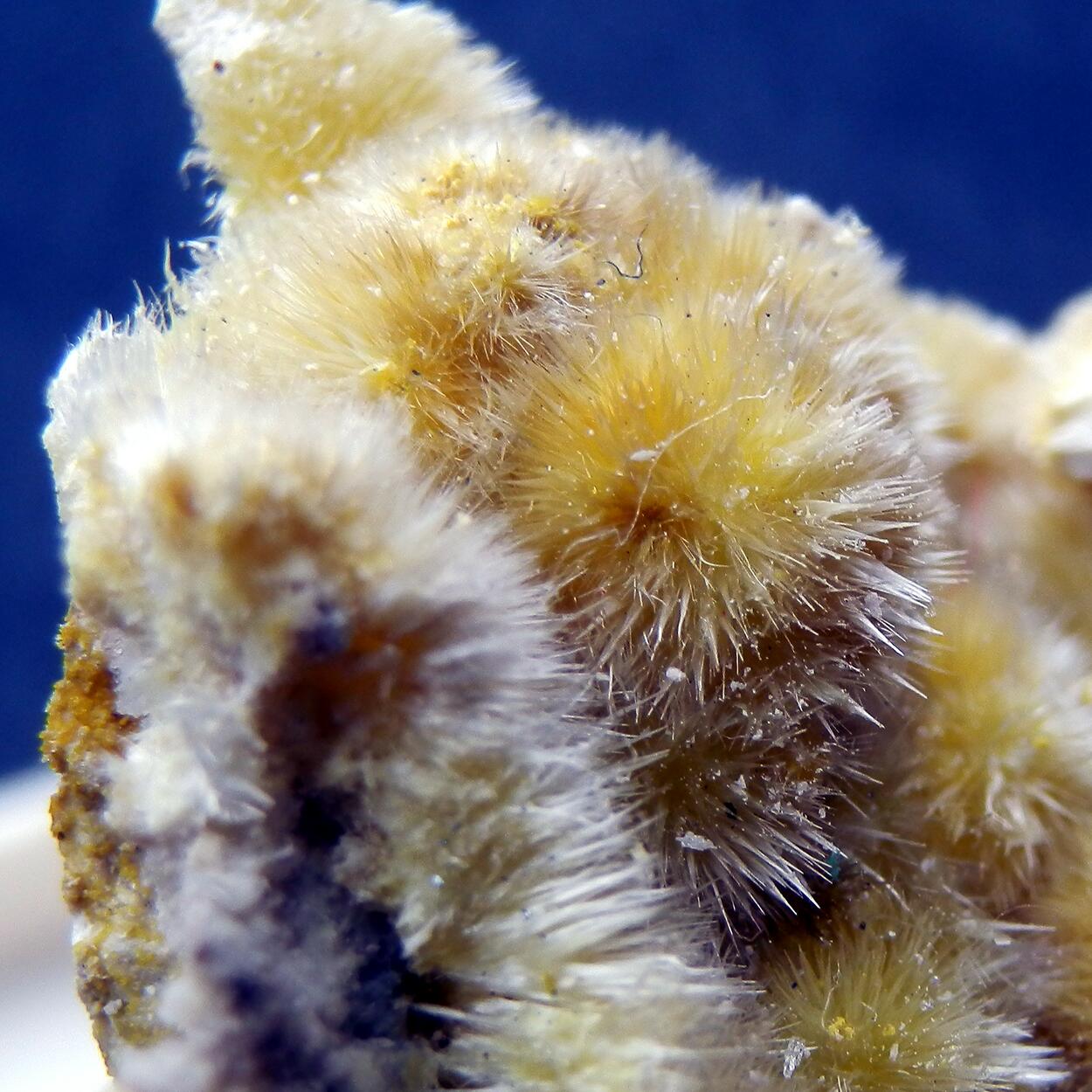 Halotrichite & Pickeringite