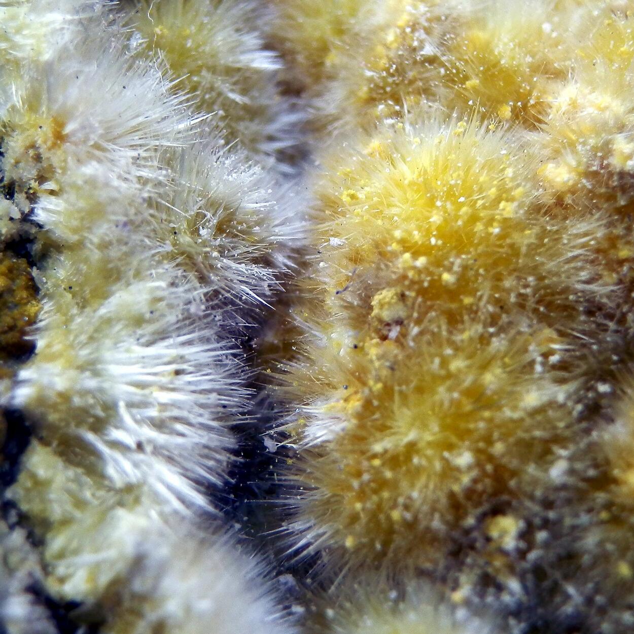 Halotrichite & Pickeringite