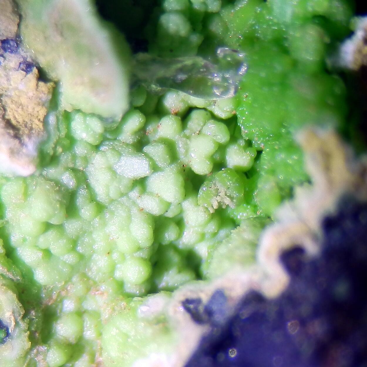 Gillardite & Gaspéite