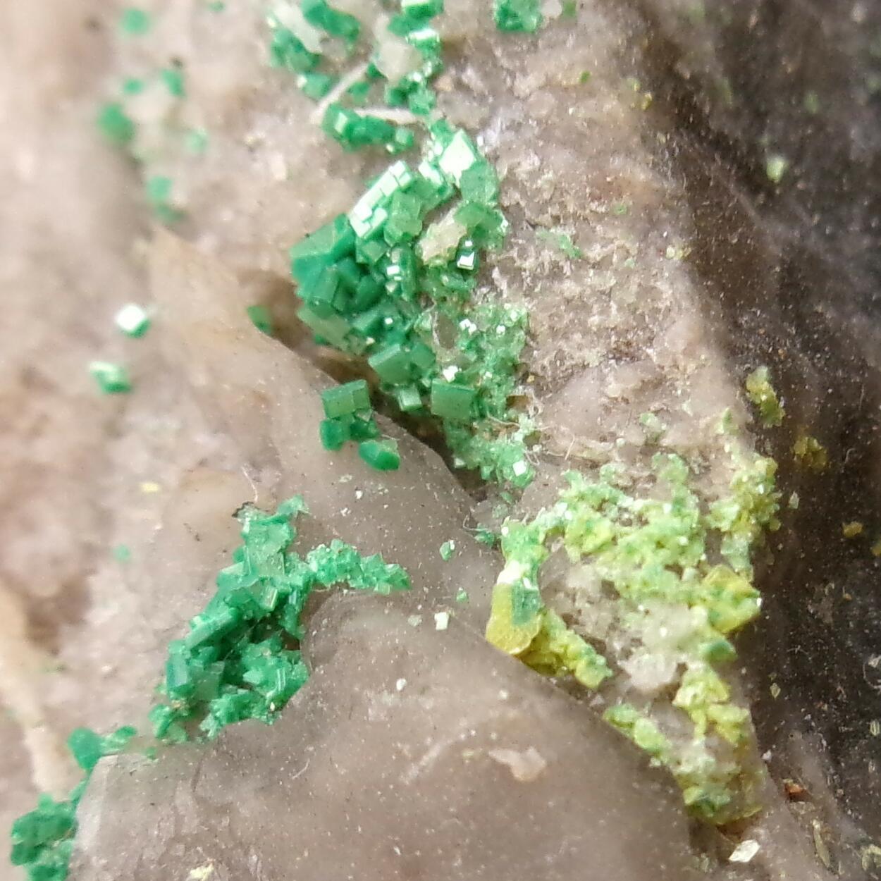 Torbernite & Autunite