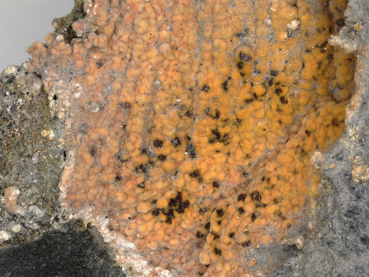 Bastnäsite-(Ce) & Synchisite-(Ce)