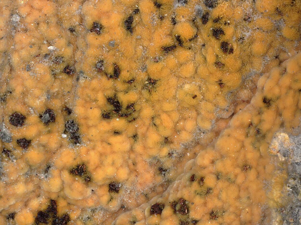 Bastnäsite-(Ce) & Synchisite-(Ce)