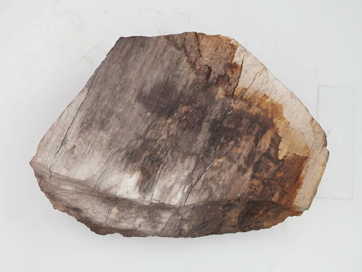 Petrified Wood