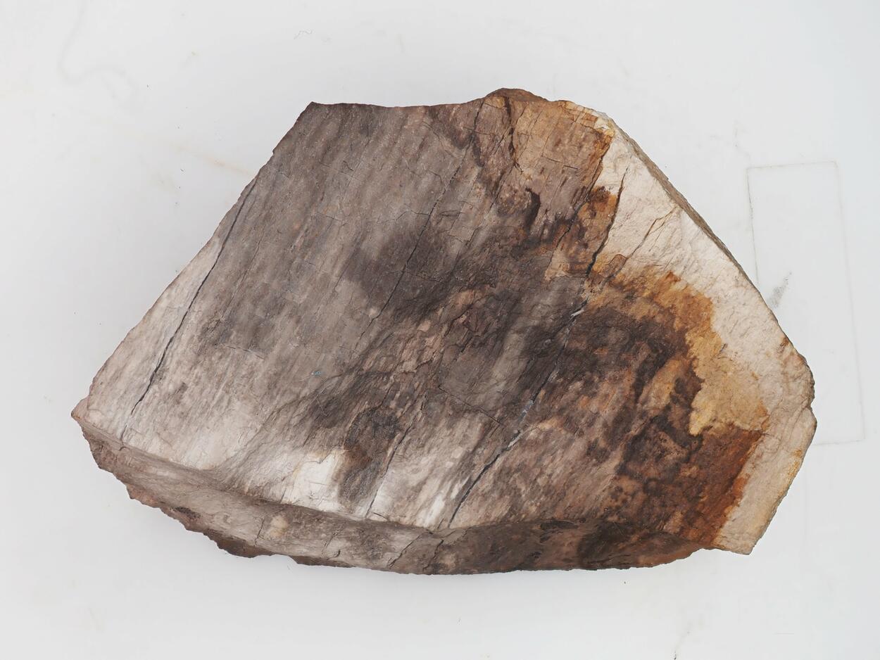 Petrified Wood