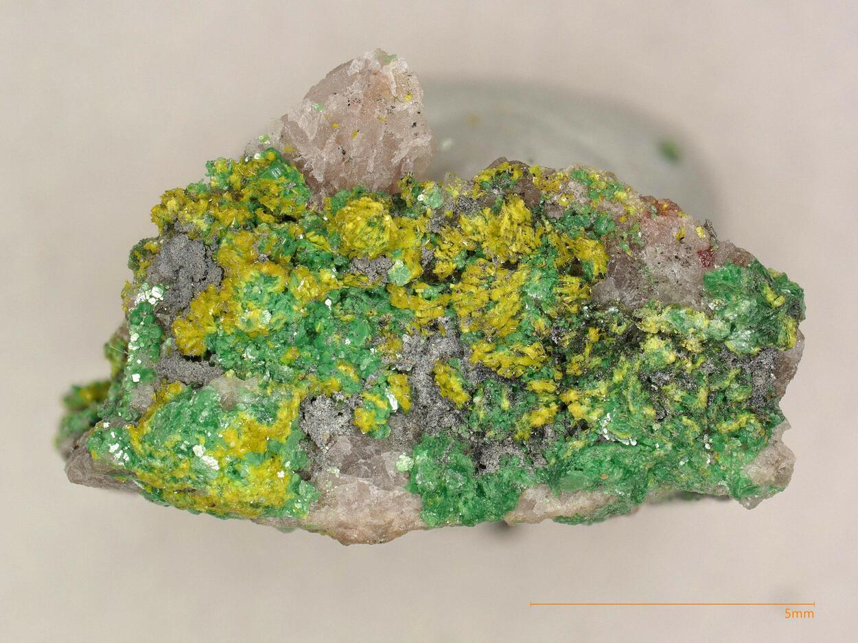 Dewindtite & Metatorbernite