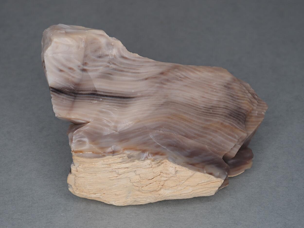 Petrified Wood