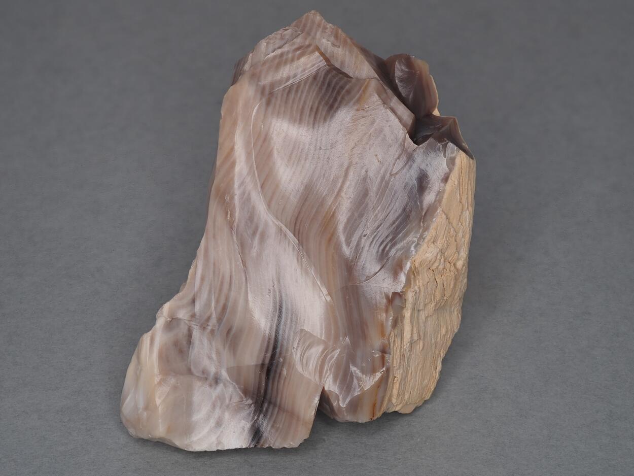 Petrified Wood