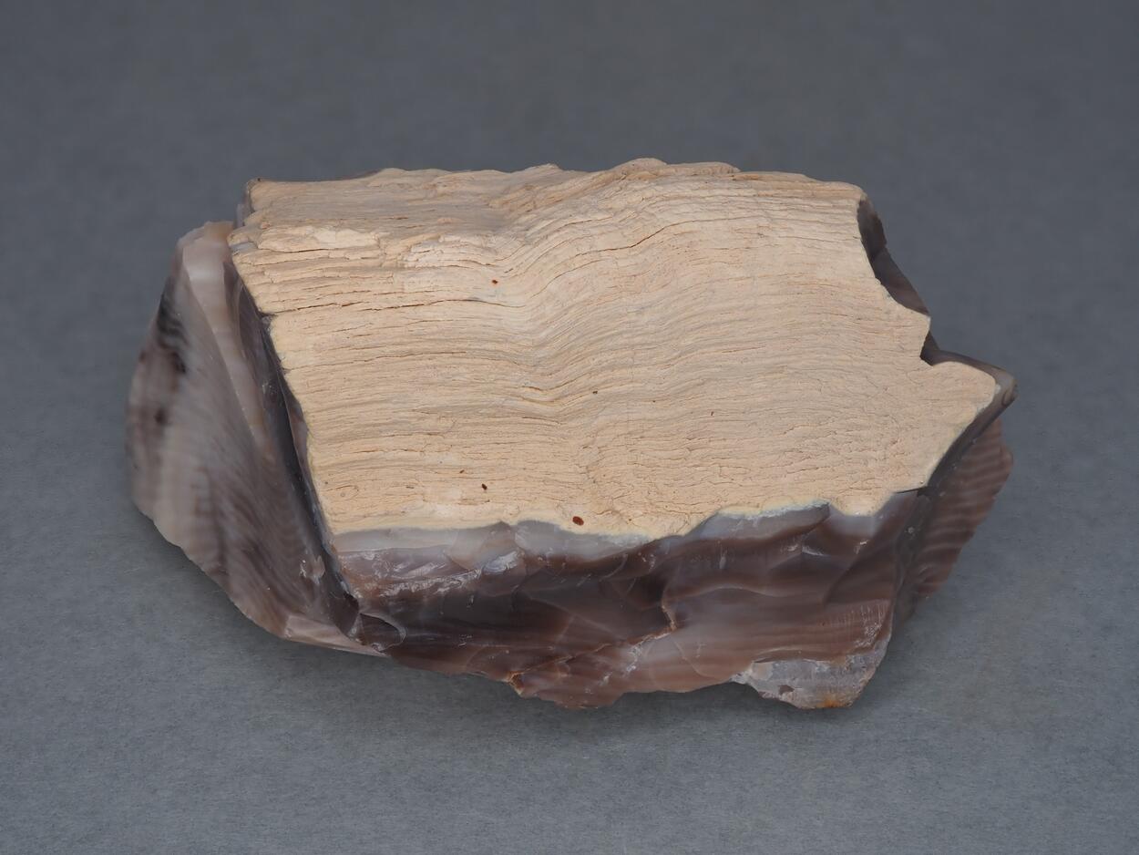 Petrified Wood