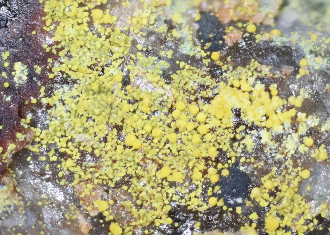 Volborthite & Carnotite