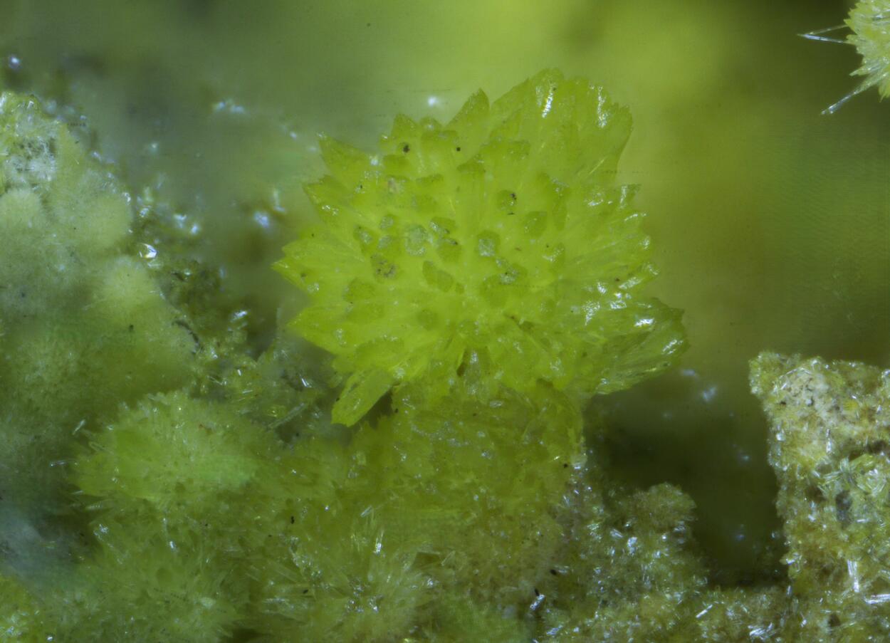 Parsonsite & Zeunerite On Pyromorphite