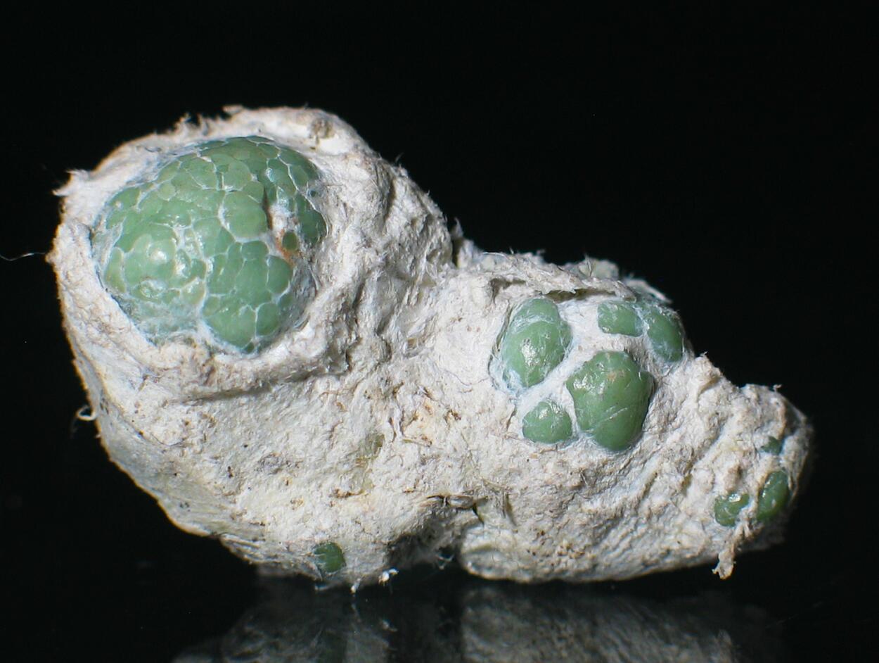 Demantoid & Chrysotile