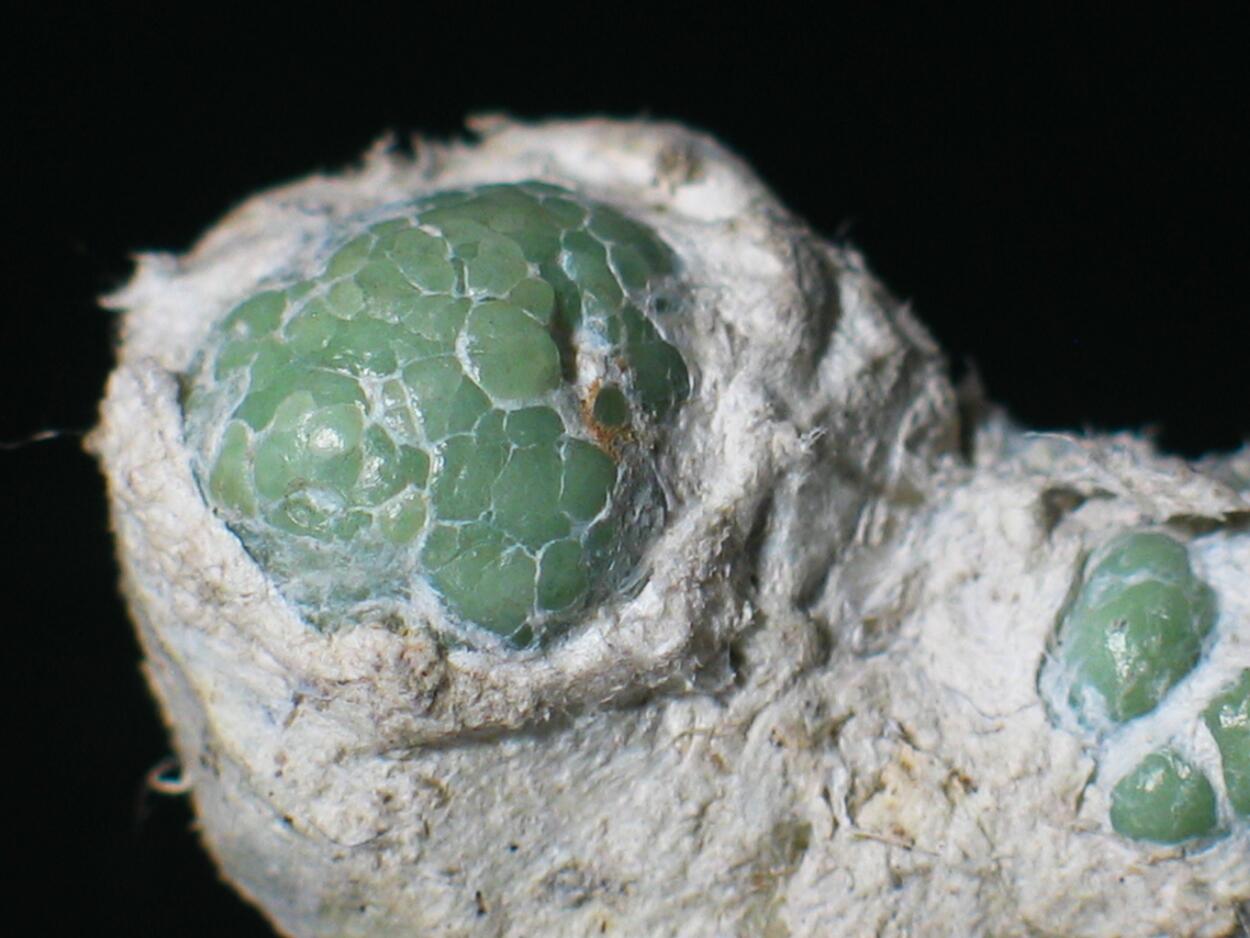 Demantoid & Chrysotile