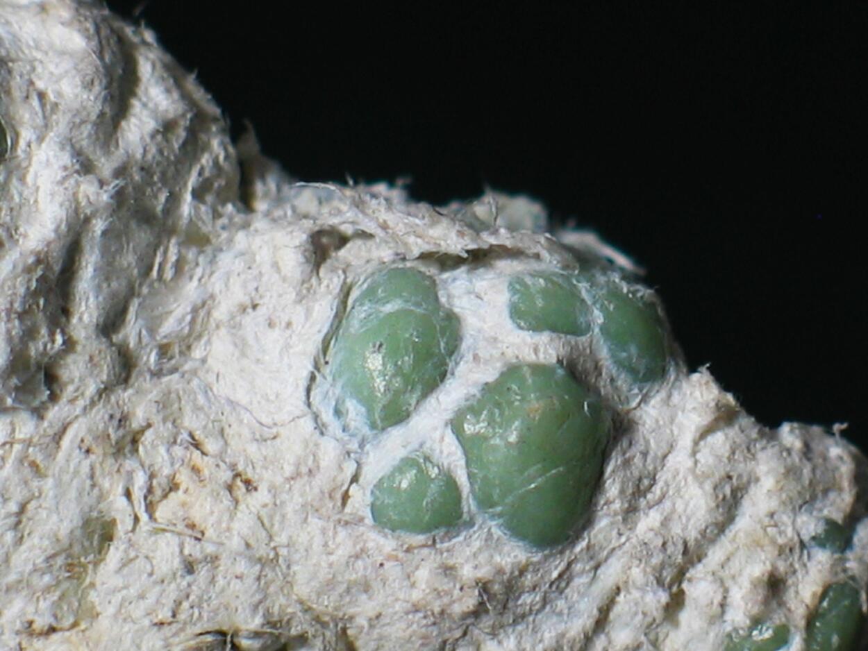 Demantoid & Chrysotile