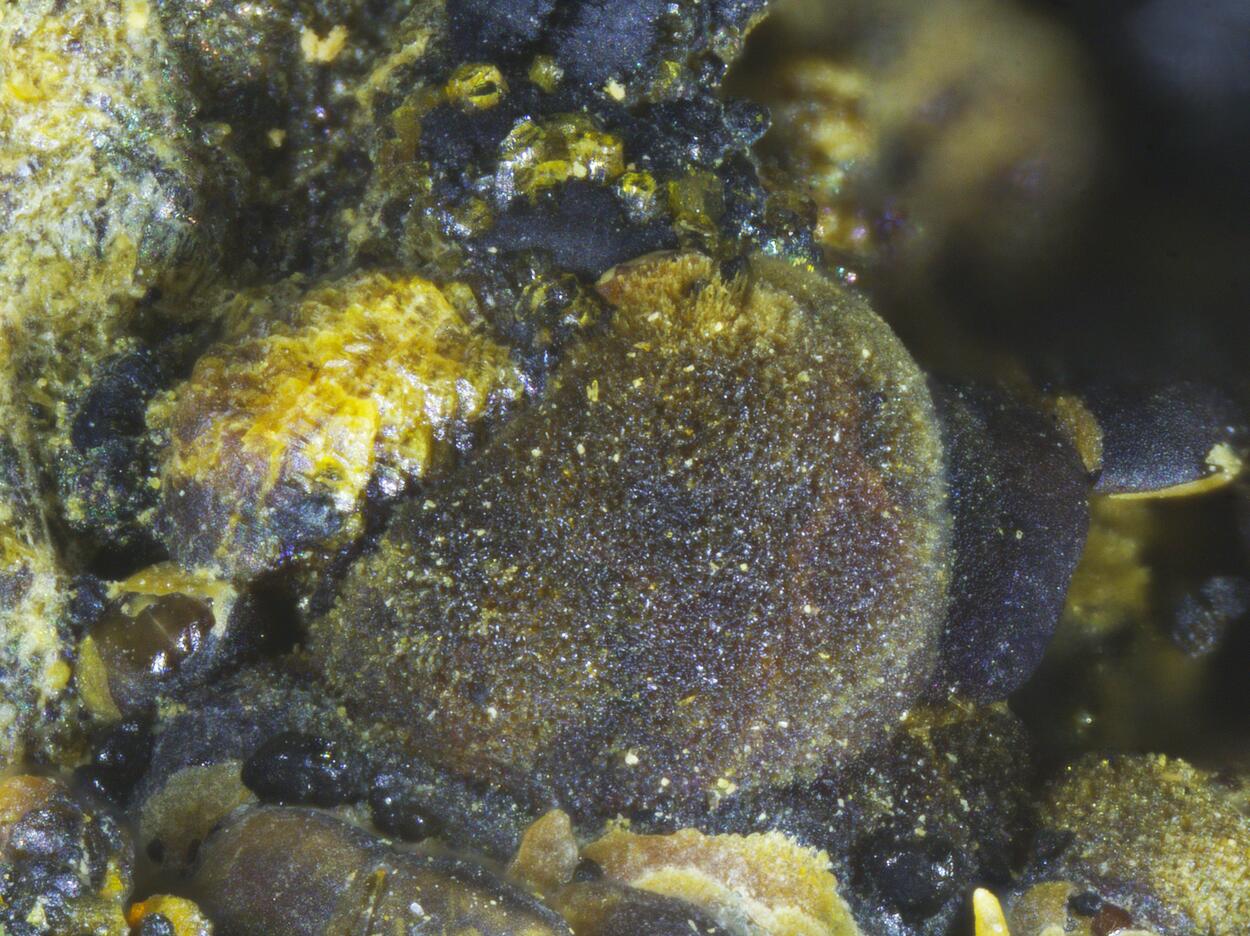 Jahnsite Rockbridgeite & Mitridatite