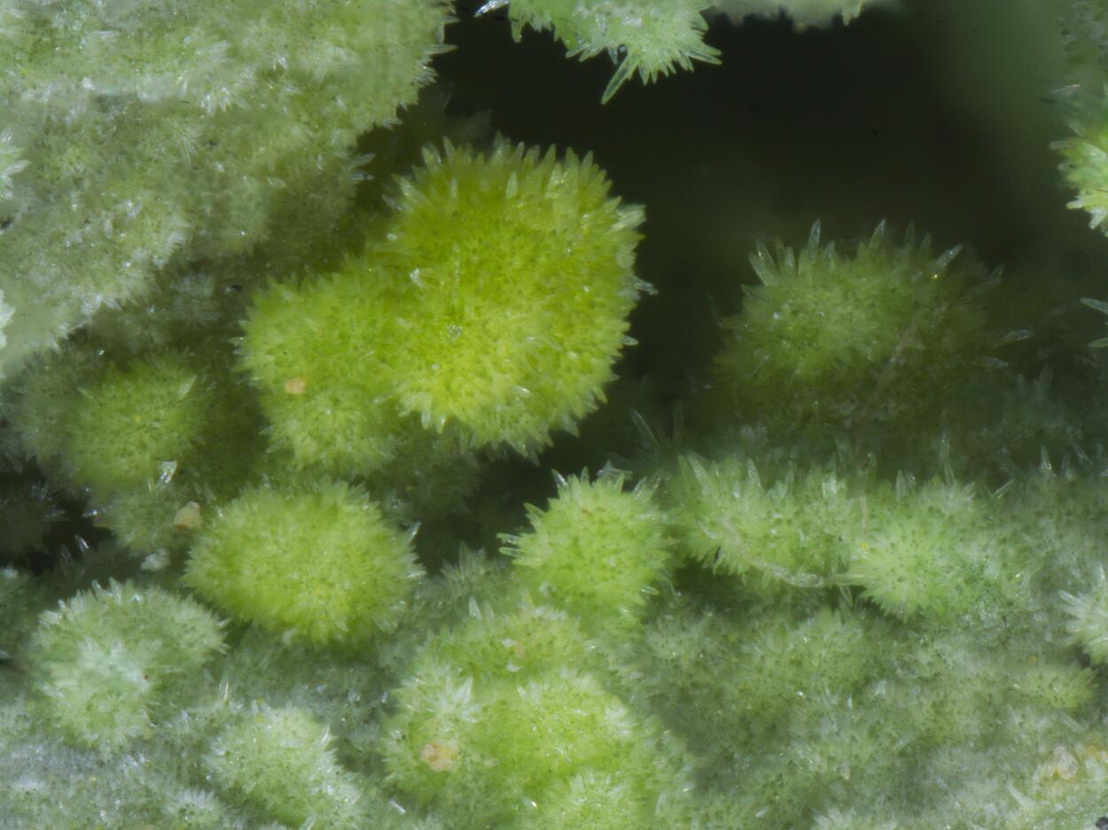 Pyromorphite Cerussite & Malachite