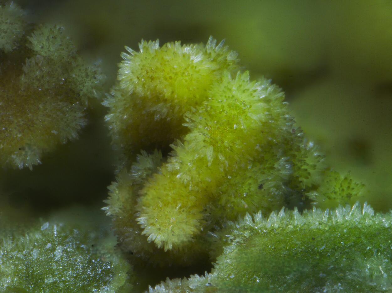 Pyromorphite Cerussite & Malachite