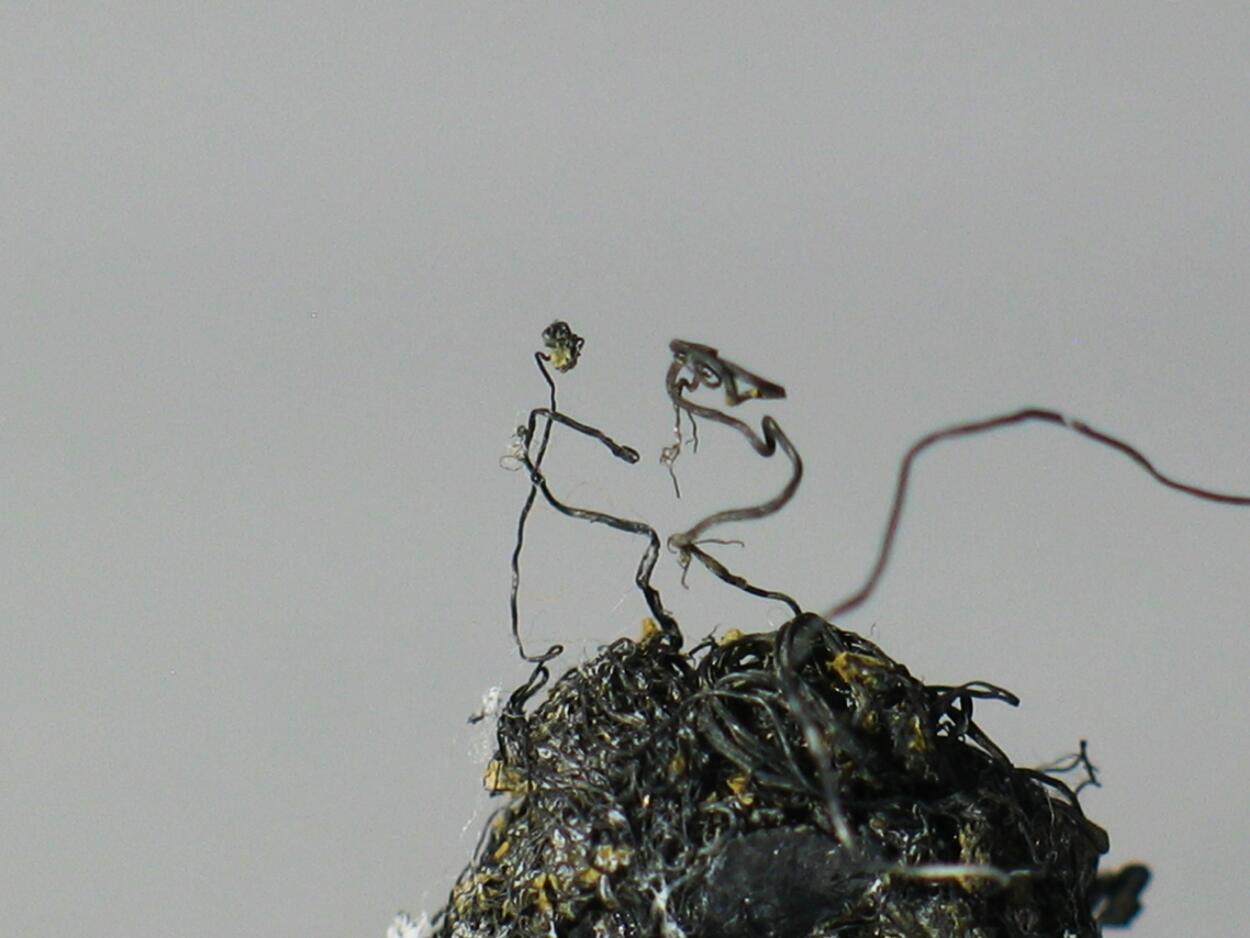 Native Silver & Acanthite