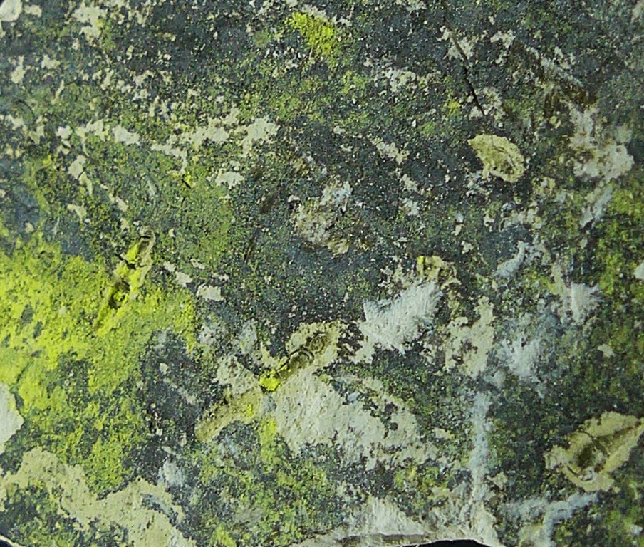 Tyuyamunite & Sepiolite