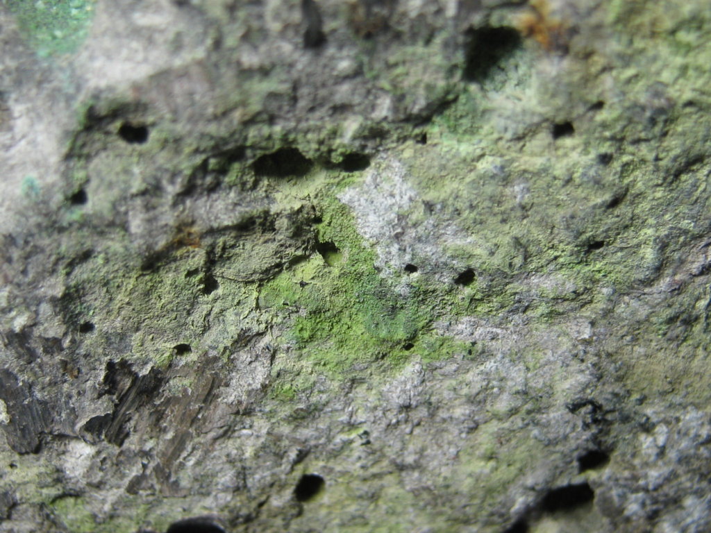 Atacamite & Volborthite