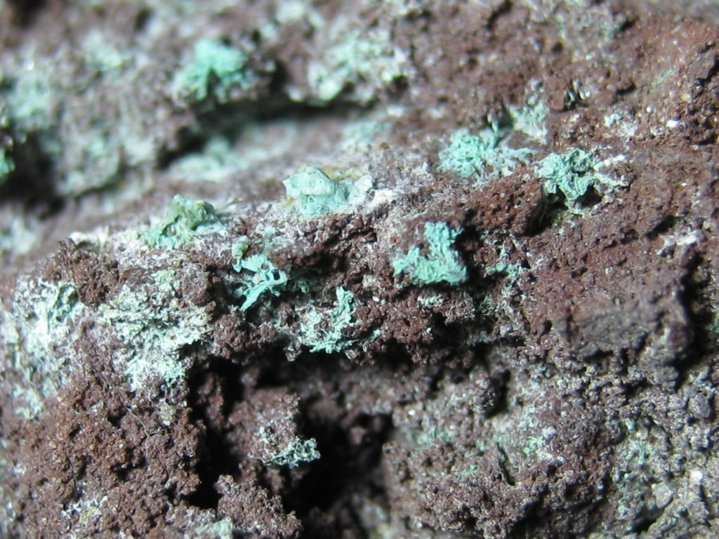 Paratacamite