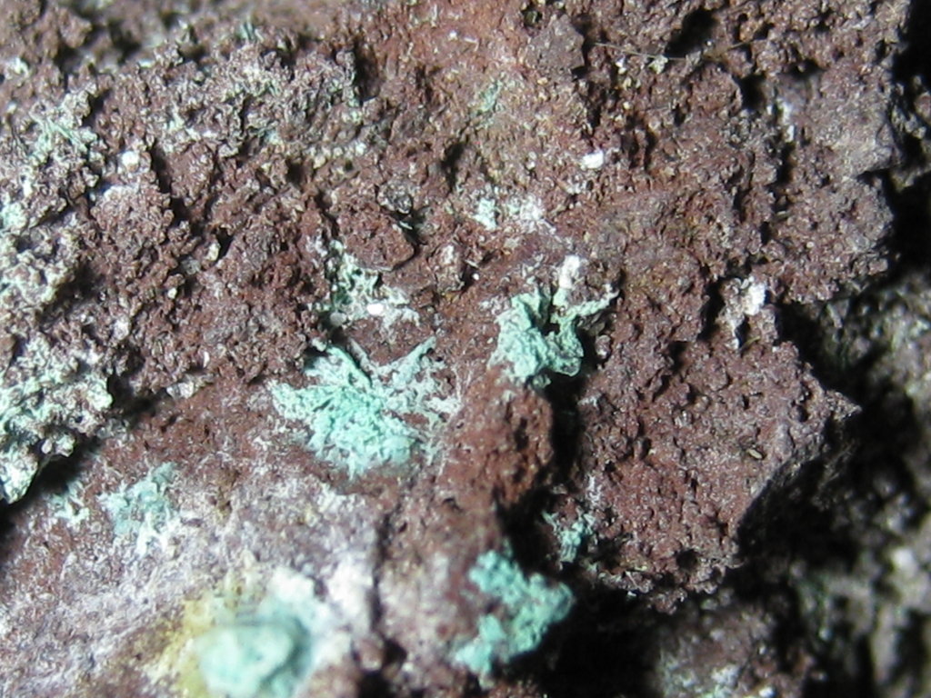 Paratacamite