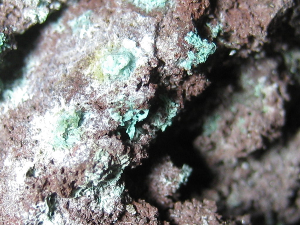 Paratacamite