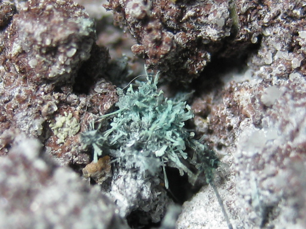 Tenorite Caledonite & Cerussite