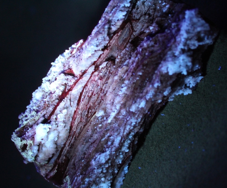 Chalcedony Psm Fossil Wood