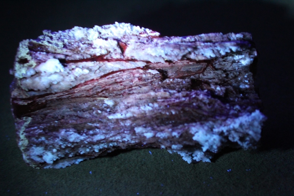 Chalcedony Psm Fossil Wood