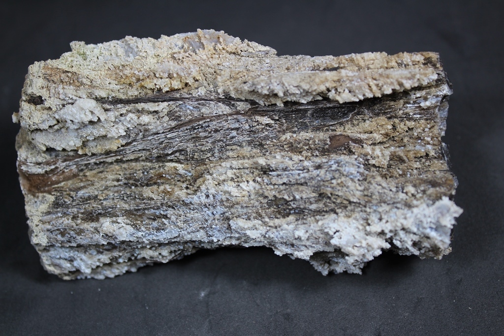 Chalcedony Psm Fossil Wood