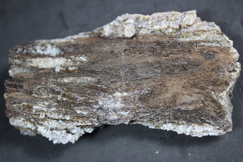 Chalcedony Psm Fossil Wood