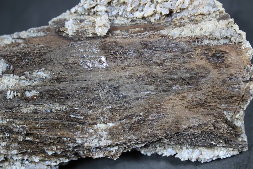 Chalcedony Psm Fossil Wood